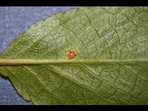 Cerise - Tache foliaire (Blumeriella jaapii)_2