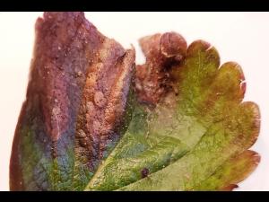 Fraise - Dépérissement neopestalotiopsien (Neopestalotiopsis sp. )_3