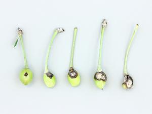 Cerise - Anthracnose (Colletotrichum sp.)_1