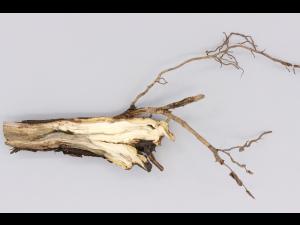 Magnolias - Pourriture molle bactérienne (Pseudomonas fluorescens)_1