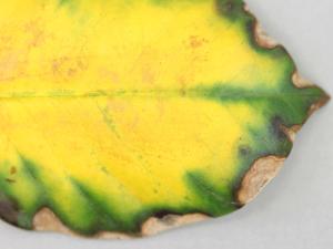 Mandevillas - Température élevée de l'air (stress de chaleur)_7