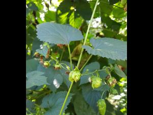 Houblon - Brûlure à halo (Diaporthe humulicola)_6