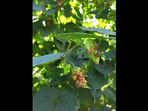 Houblon - Brûlure à halo (Diaporthe humulicola)_4