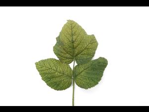 Framboise - pH bas (acide)_1