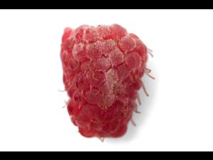 Framboise - Blanc (Podosphaera aphanis)_1