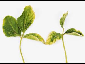 soya - glyphosate (9)_13