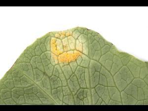 Laitues - Rouille (Puccinia sp.)_2