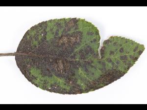 Pomme - Chute des feuilles causée par Marssonina (Diplocarpon coronariae)