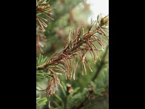 Arbres de Noël (sapins) - Brûlure des pousses (Delphinella sp.)