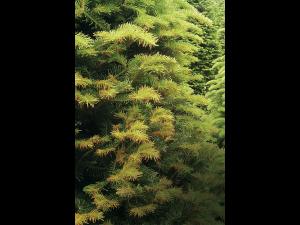 Arbres de Noël (sapins) - Brûlure des pousses (Delphinella sp.)