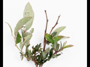 Bleuet en corymbe - glyphosate (9)_4