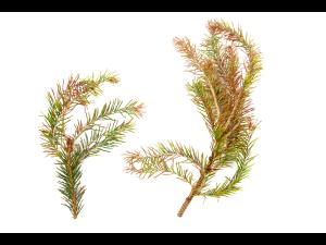 Épinettes_dicamba (4)_2