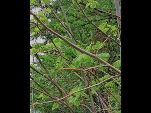 Tilleuls_dicamba (4)_5