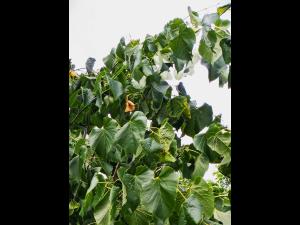 Tilleuls_dicamba (4)_2