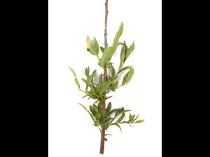 Bleuet en corymbe_glyphosate (9)_8