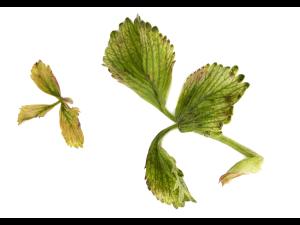 Fraise - glyphosate (9)_27