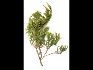 Genévrier_glyphosate (9)_3