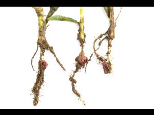 Maïs sucré_glyphosate (9)_4