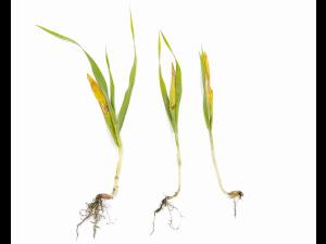 Orge - fomésafène (14)_1