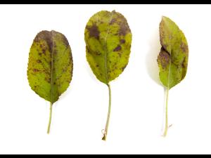 Pomme - cuivre (sulfate de cuivre tribasique) (M1)_2