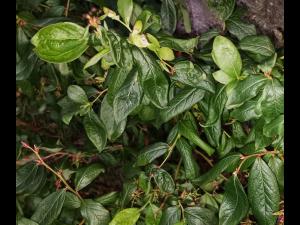 Bleuet en corymbe - dicamba (4)_2