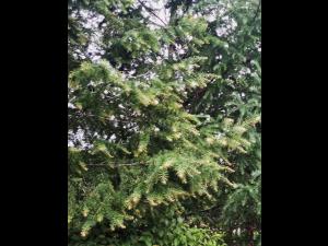 Mélèze laricin - dicamba (4)_2