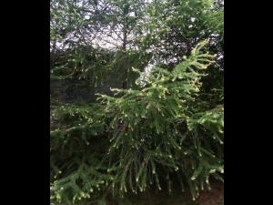 Mélèze laricin - dicamba (4)_3