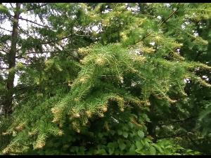Mélèze laricin - dicamba (4)_4