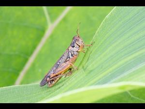 Criquet voyageur (Melanoplus sanguinipes)_3