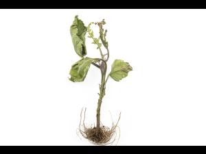 Aubergine - S-Métolachlore (15)_1