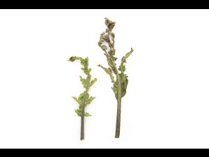 Aubergine - S-Métolachlore (15)_3