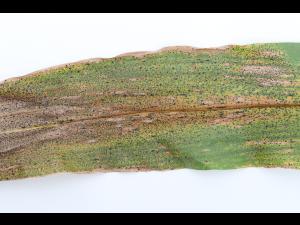Mais - Tache goudronneuse (Phyllachora maydis)