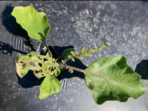 Aubergine - S-Métolachlore (15)_6