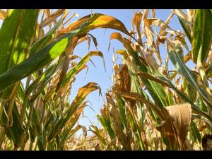 Mais - Tache goudronneuse (Phyllachora maydis)