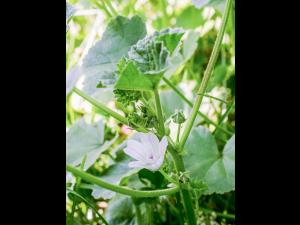 Mauve négligée (Malva neglecta)_9