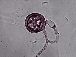 Pythium_sp._2
