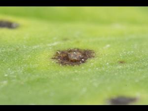 Luzerne - Tache commune (Pseudopeziza medicaginis)