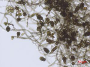 Alternaria_japonica_3