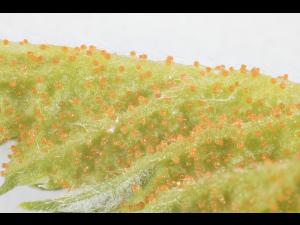 Arthuriomyces_D30067-2_lq
