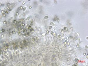 Coniella_D45570-2_LQ