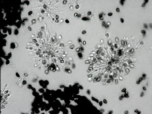 Coniella_fragariae_1