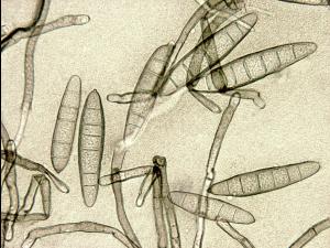 Exserohilum_turcicum_1