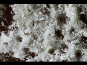 Gliocladium_sp_2