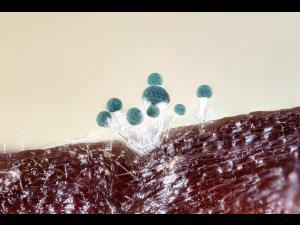 Gliocladium_viride_2