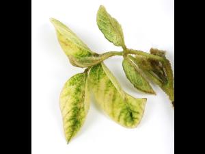 Soya - mésotrione (27)_13