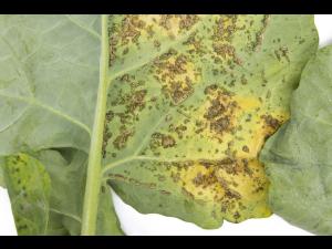 Brocoli - Alternariose (Alternaria alternata)_2