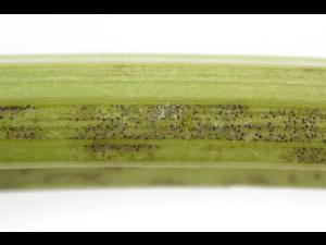 celeri_sep_41427d_ad_iriis