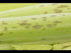 celeri_sep_41611b_lp_iriis