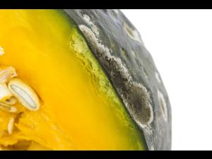 Courges - Alternariose du fruit (Alternaria sp.)_2