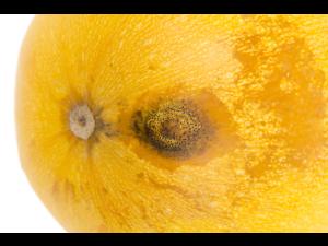 courge_stag_cucu_56498b_ad_iriis